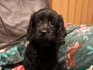 Cockapoo dogs Last female puppy ready now - Advert 7