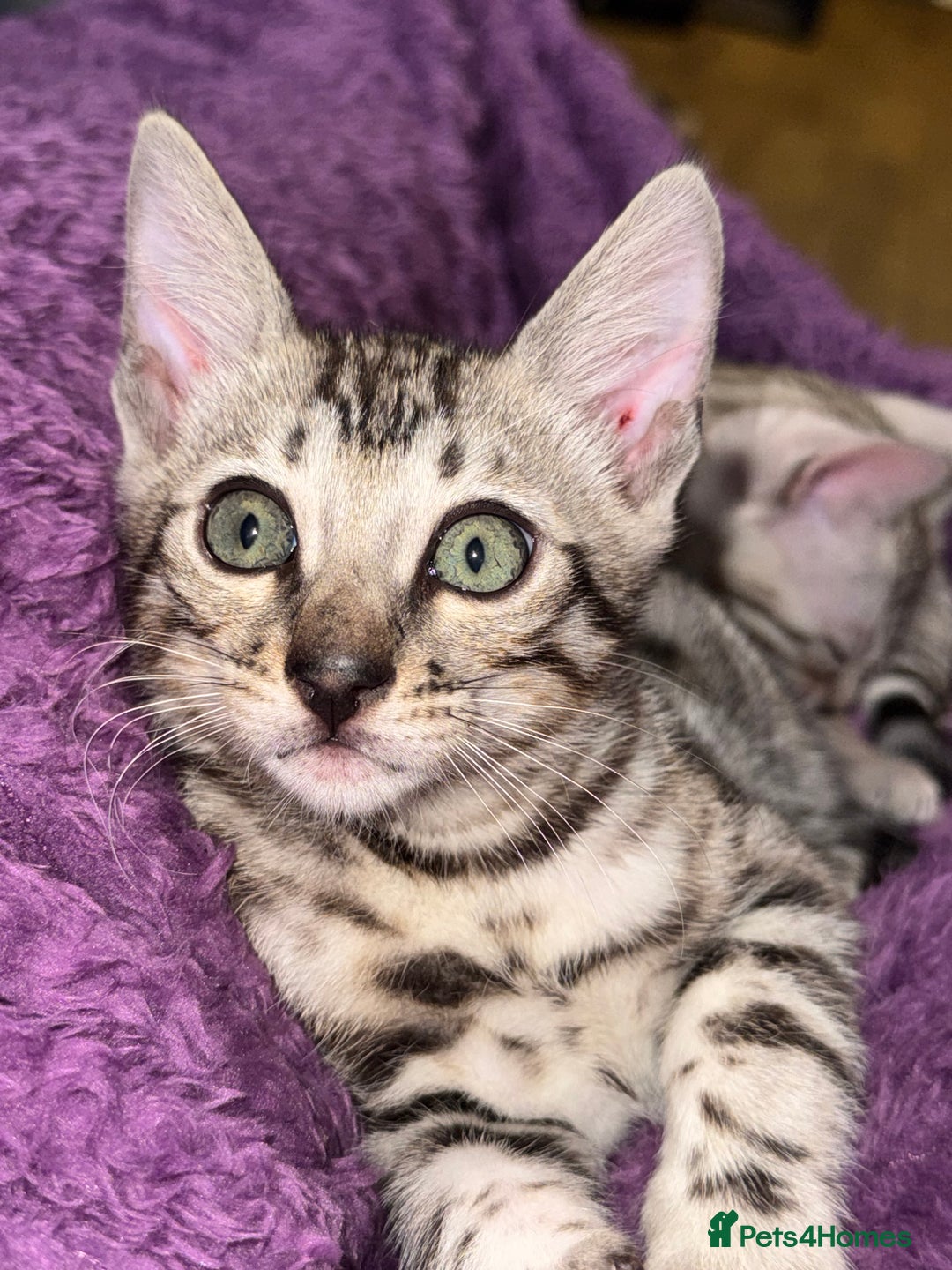 Bengal cats for sale: TICA Silver Bengal kittens - Advert 1