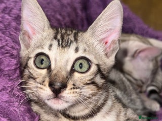 Bengal cats TICA Silver Bengal kittens - Advert 15