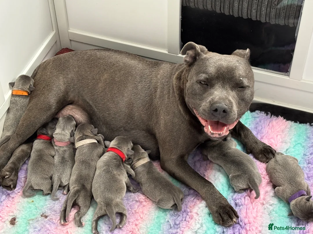 Staffordshire Bull Terrier dogs for sale: beautiful blue KC Staff - Advert 17