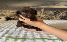Springador dogs for sale: Chocolate Springador Puppies – Ready Soon! 🐾 - Image 11