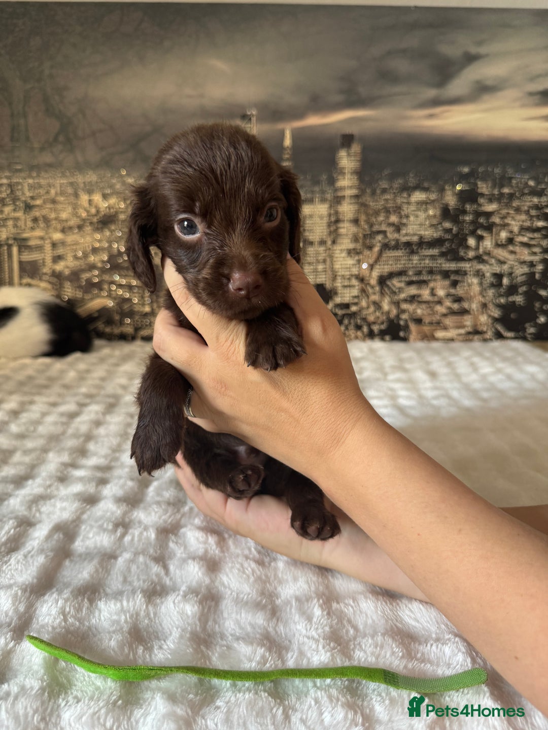 Springador dogs for sale: Chocolate Springador Puppies – Ready Soon! 🐾 - Image 11