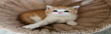 Ginger White