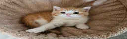 Scottish Fold cats for sale: Adorable Scottish Fold Straight Ear Kittens  - Advert 22