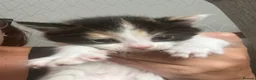 Mixed Breed cats for sale: Gorgeous playful kittens  - Advert 15