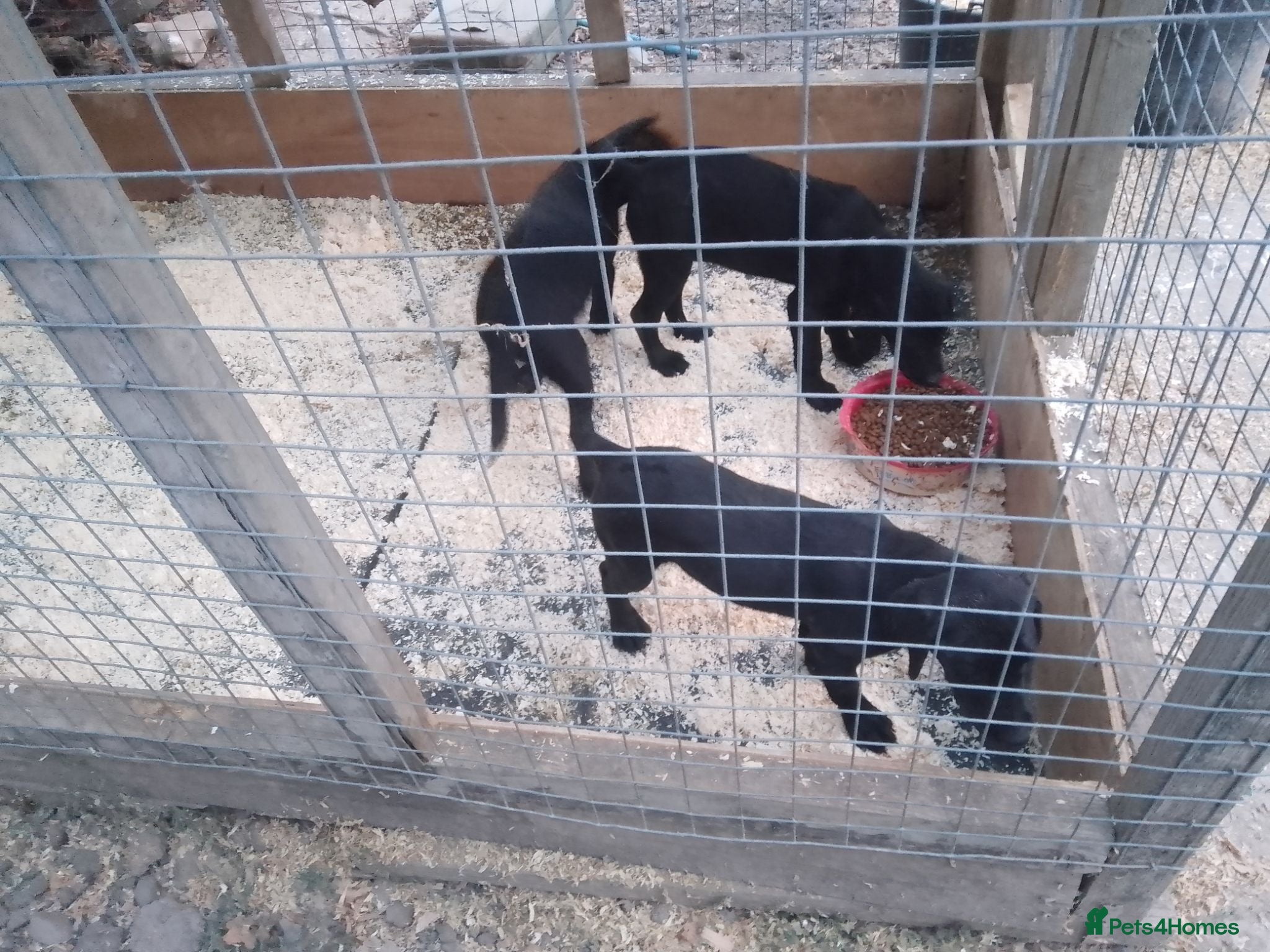 Labrador Retriever dogs 3 black lab girls  - Advert 1