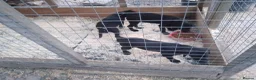 Labrador Retriever dogs for sale: 3 black lab girls  in Dorking - Advert 1
