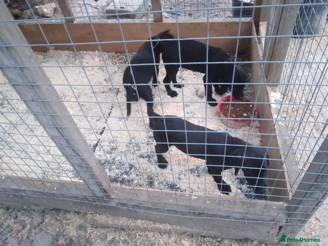 Labrador Retriever dogs for sale: 3 black lab girls  in Dorking - Advert 1