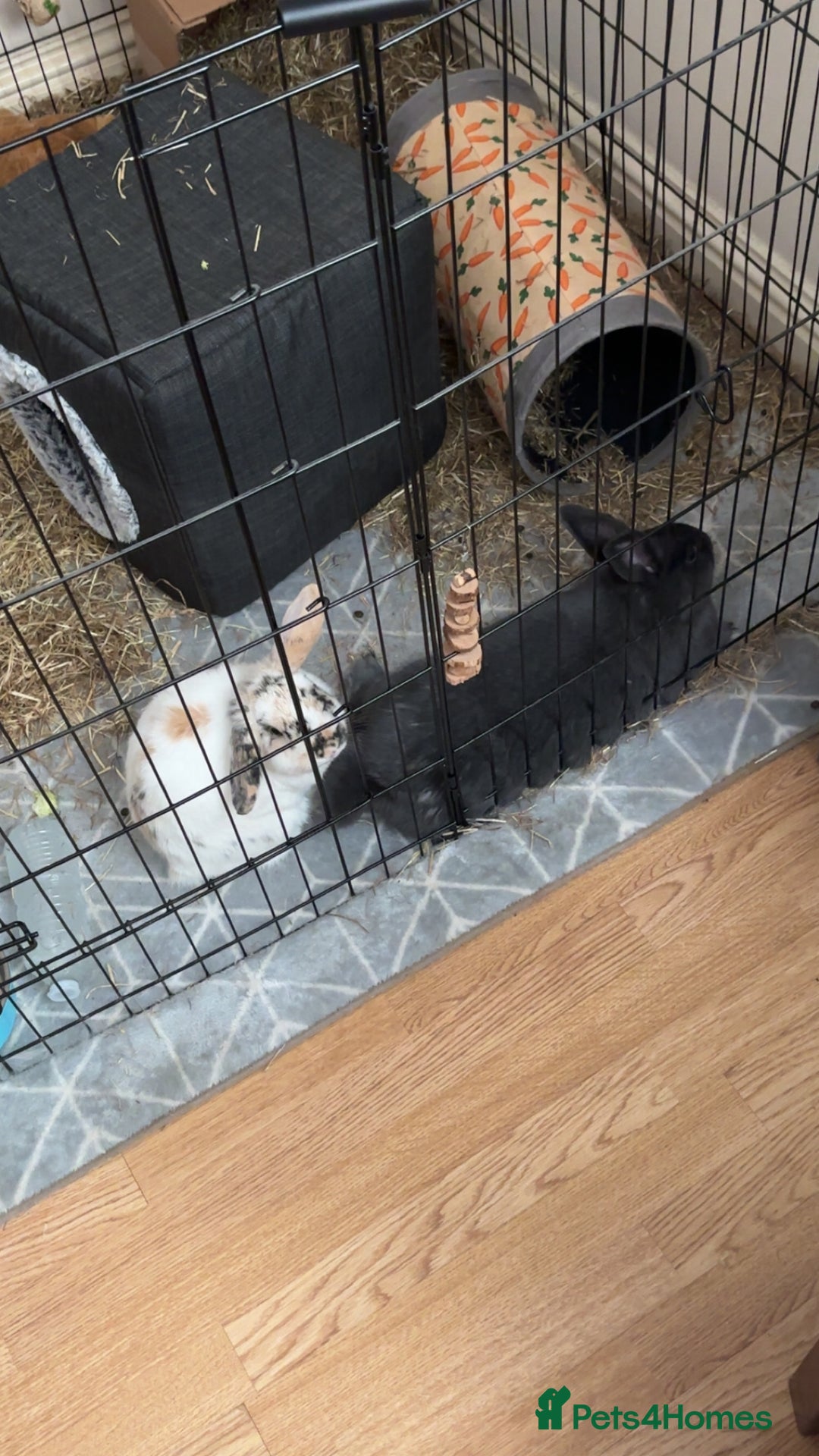 Mixed Breed rabbits for sale: 2 rabbits in need of forever home - Advert 5