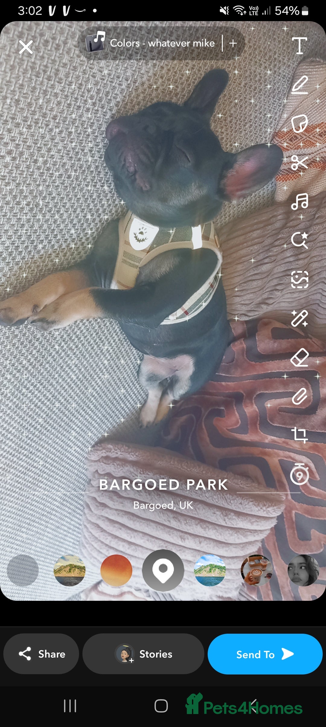 French Bulldog dogs for sale: Female french bulldog  - Image 4