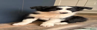Border Collie Puppy 1