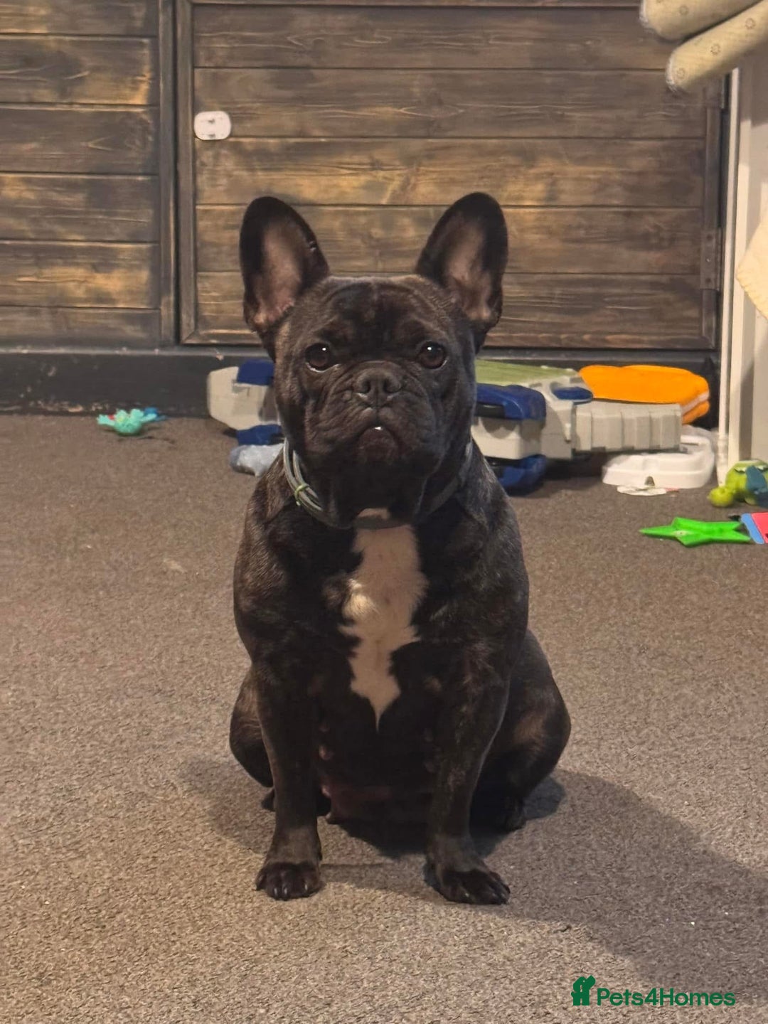 French Bulldog dogs for sale: 2 girls full French bulldogs  - Advert 1