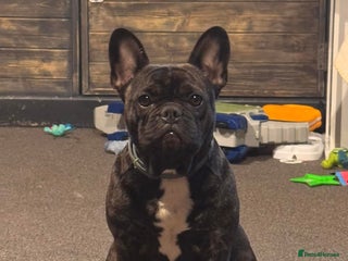 French Bulldog dogs 2 girls full French bulldogs - Advert 3