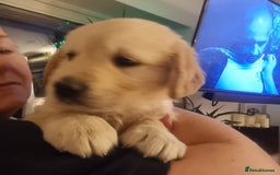 Golden Retriever dogs for sale: KC Reg Golden Retriever Puppies – Champion Lines  - Image 19