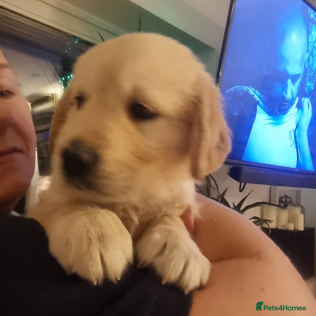 Golden Retriever dogs for sale: KC Reg Golden Retriever Puppies – Champion Lines  - Image 19
