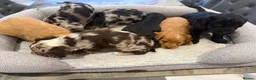 Cockapoo dogs for sale: Cockapoo puppies  - Advert 2