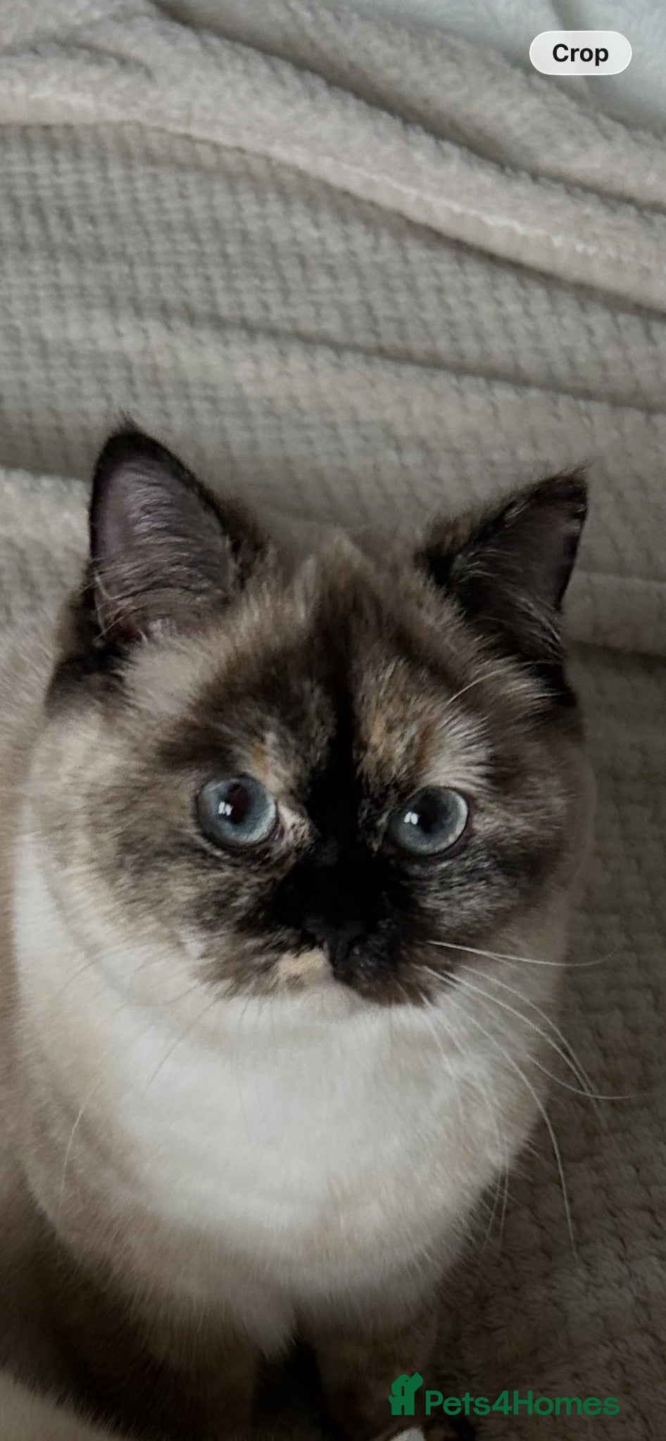 British Shorthair cats Beautiful Tortie Colourpoint Female URGENT REHOME  - Advert 2