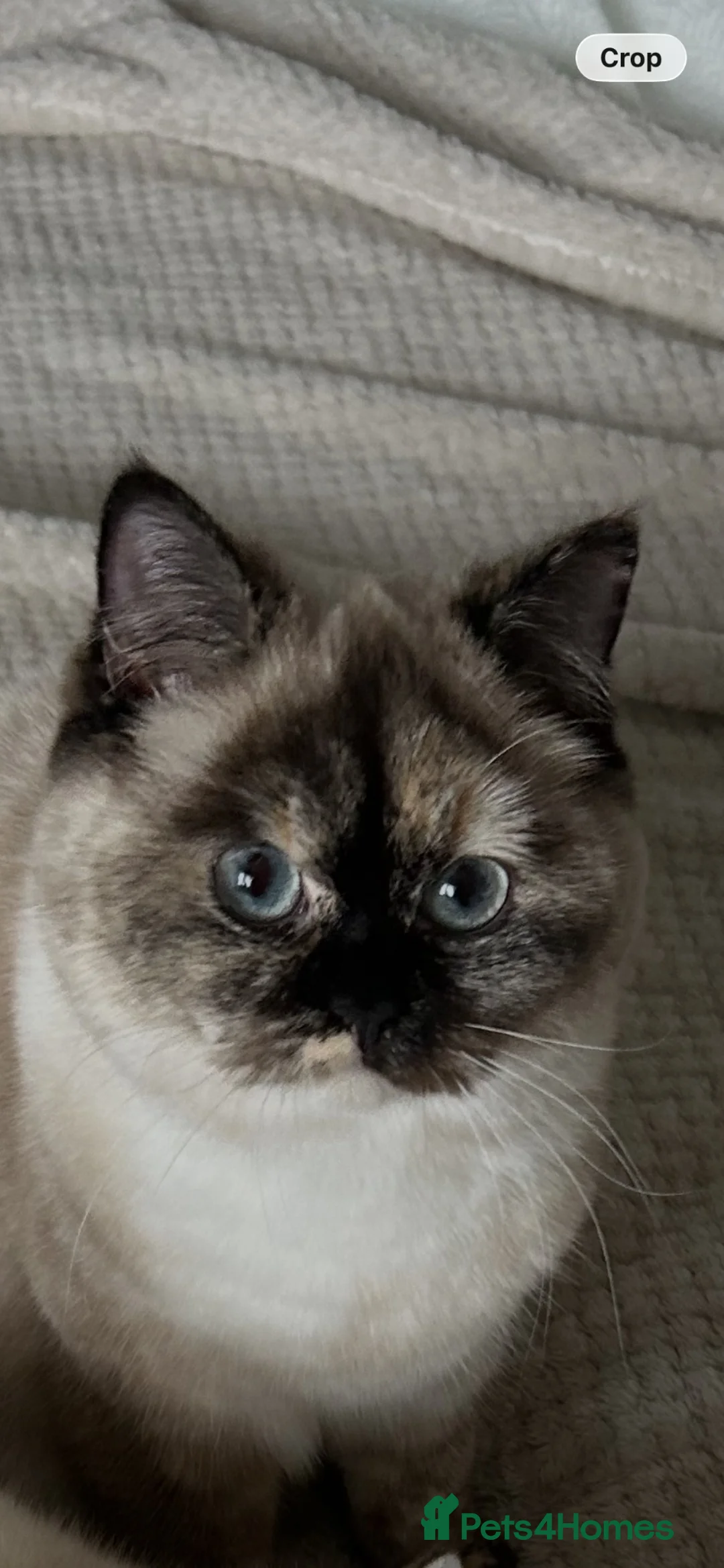 British Shorthair cats for sale: Beautiful Tortie Colourpoint Female URGENT REHOME  - Advert 2