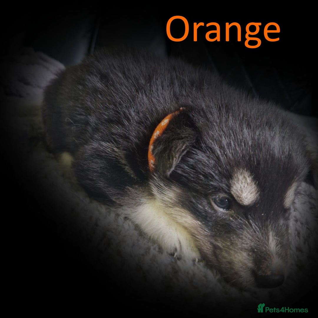 Shepsky dogs for sale: Siberian husky hybrid pups - Image 16
