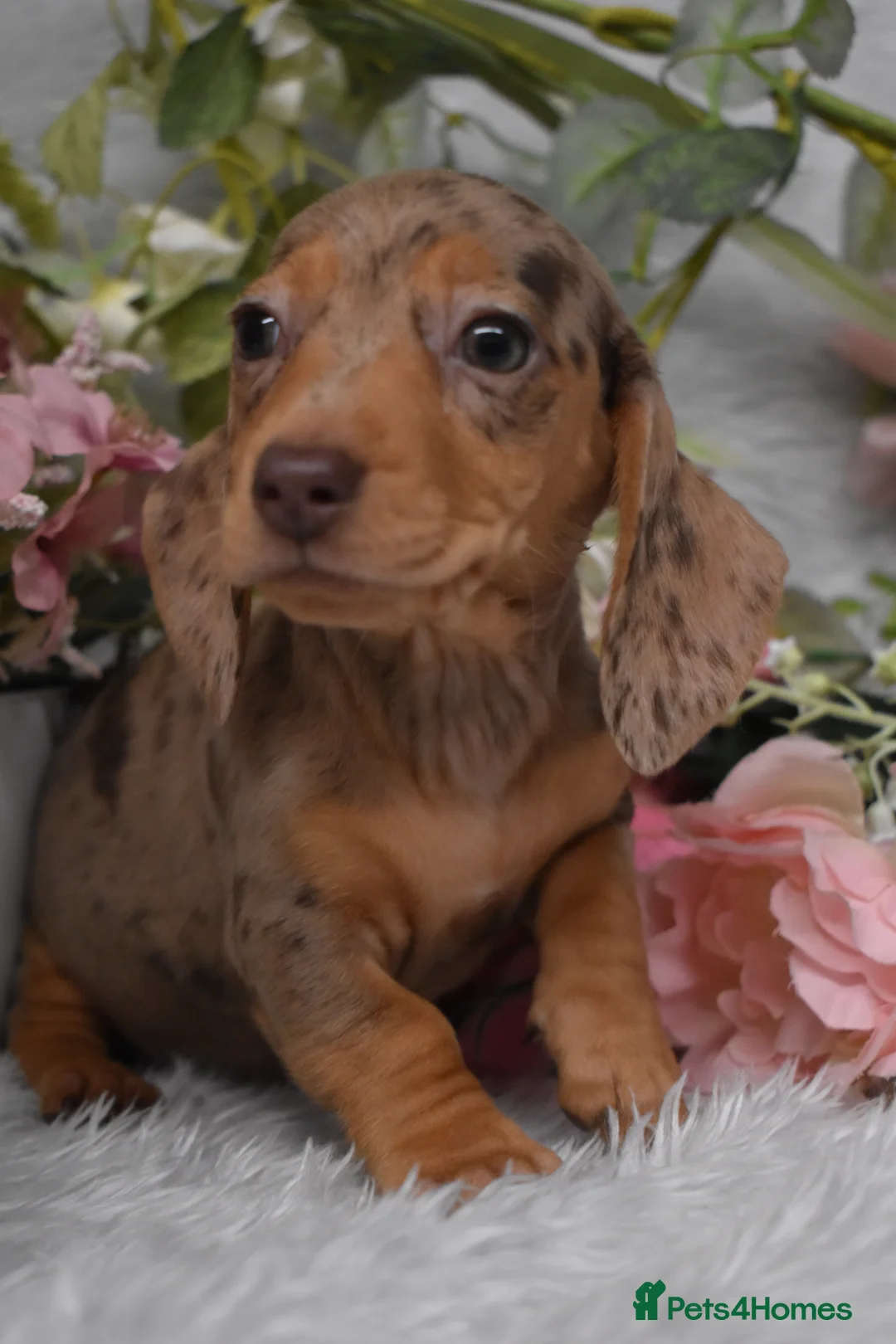 Miniature Dachshund dogs for sale: KC Smooth Coat Miniature Dachshund Puppies - Advert 2