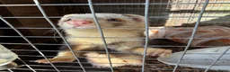 Ferret rodents for sale: Two friendly pet Hobbs  in Diss - Advert 2