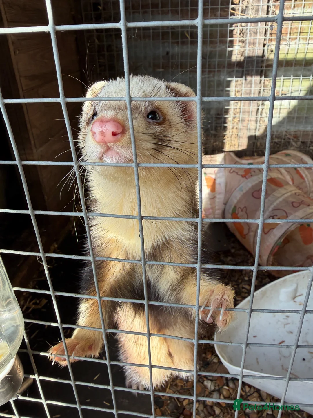 Ferret rodents for sale: Two friendly pet Hobbs  in Diss - Advert 2