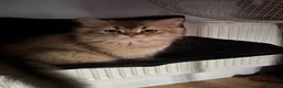 British Longhair cats for sale: GCCF reg Golden British Longhair/Shorthair Kittens - Advert 7