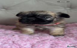 French Bulldog dogs for sale: French bulldog, Floodles, Furnishings  - Image 4