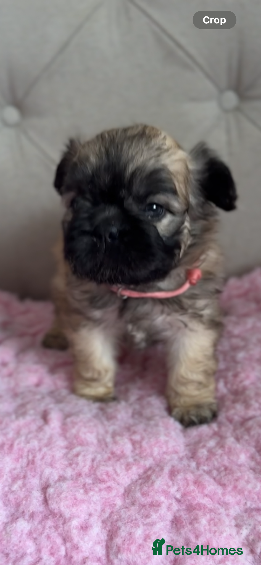 French Bulldog dogs for sale: French bulldog, Floodles, Furnishings  - Image 4