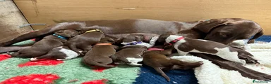 German Shorthaired Pointer 5 - purple collar 