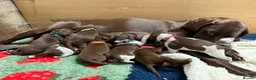 German Shorthaired Pointer dogs for sale: KC registered German Shorthaired Pointers - Advert 13