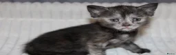 British Shorthair cats for sale: Stunning british short hair kittens 🐱  - Advert 24