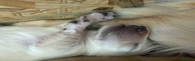 Miniature Dachshund 1