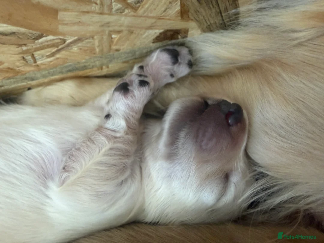 Miniature Dachshund dogs for sale: LAST ONE Long coat Cream miniature dachshund - Advert 29