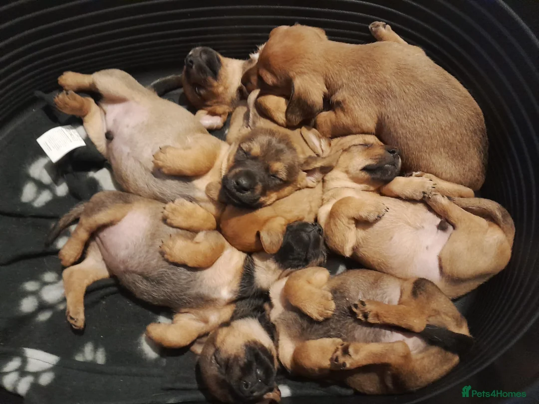 Mixed Breed dogs for sale: Cairn terriers - Advert 16