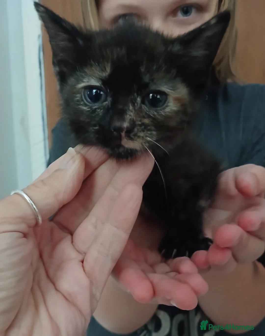 Mixed Breed cats for sale: 5 kittens available  - Advert 6