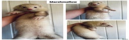 Ferret rodents for sale: Semi & Full Angora Ferrets - Individually priced - Advert 2