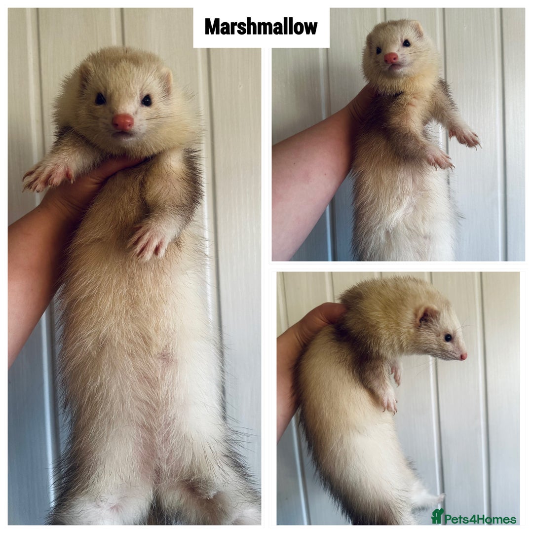 Ferret rodents for sale: Semi & Full Angora Ferrets - Individually priced - Advert 2