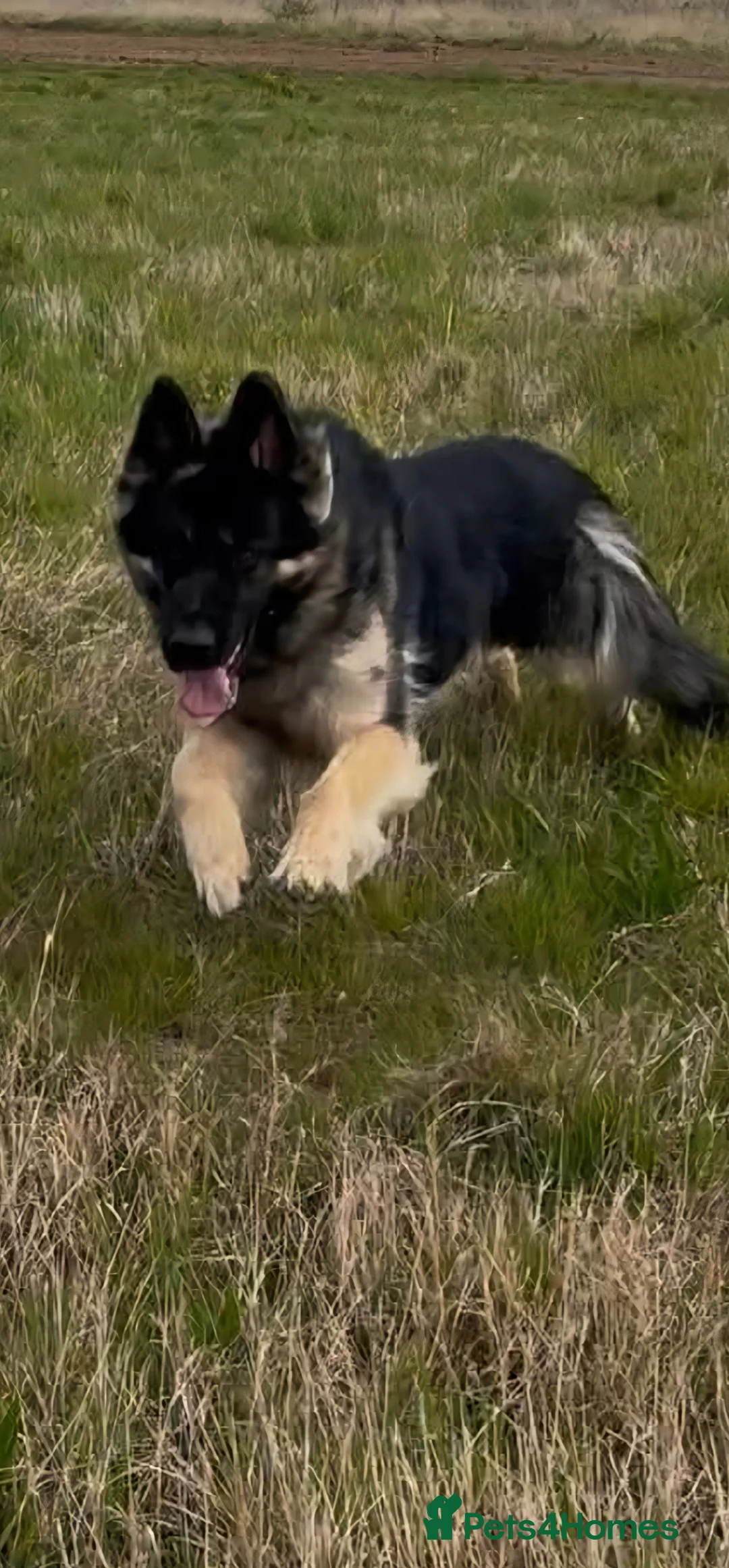 German Shepherd dogs for stud: Chunky GSD male for stud  in Redcar - Advert 24