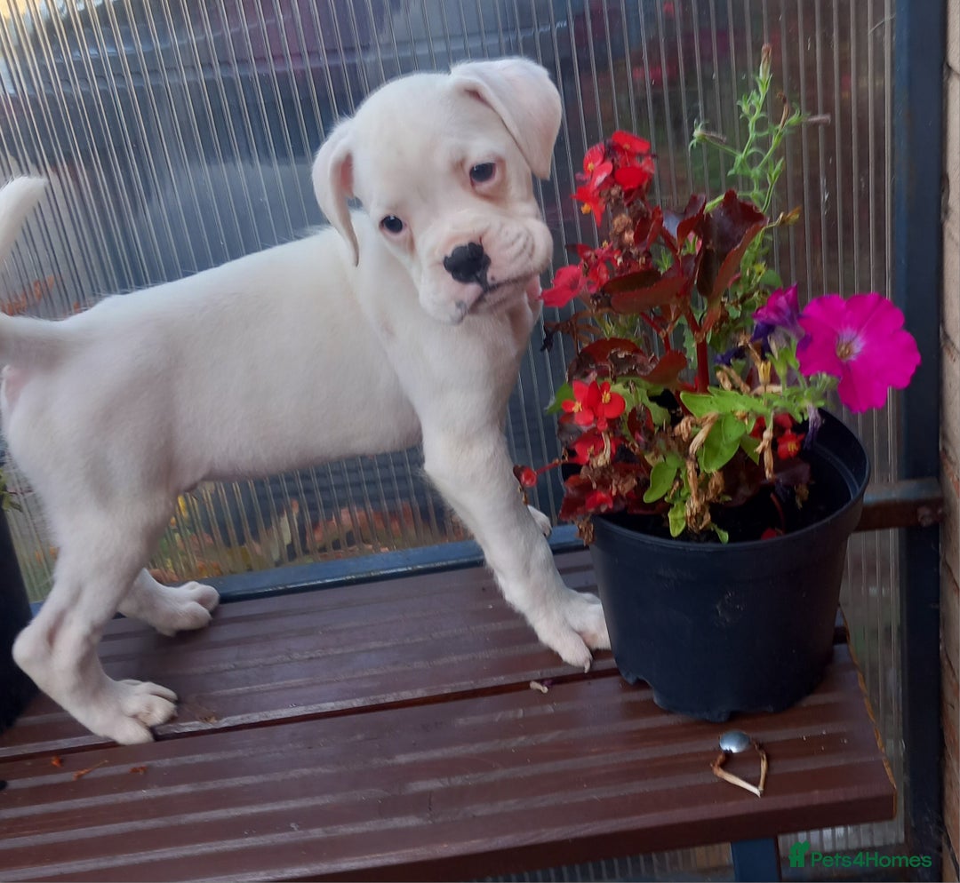 Boxer dogs for sale: KC Registered and ONLY 4 Left! See my 5* reviews - Image 22