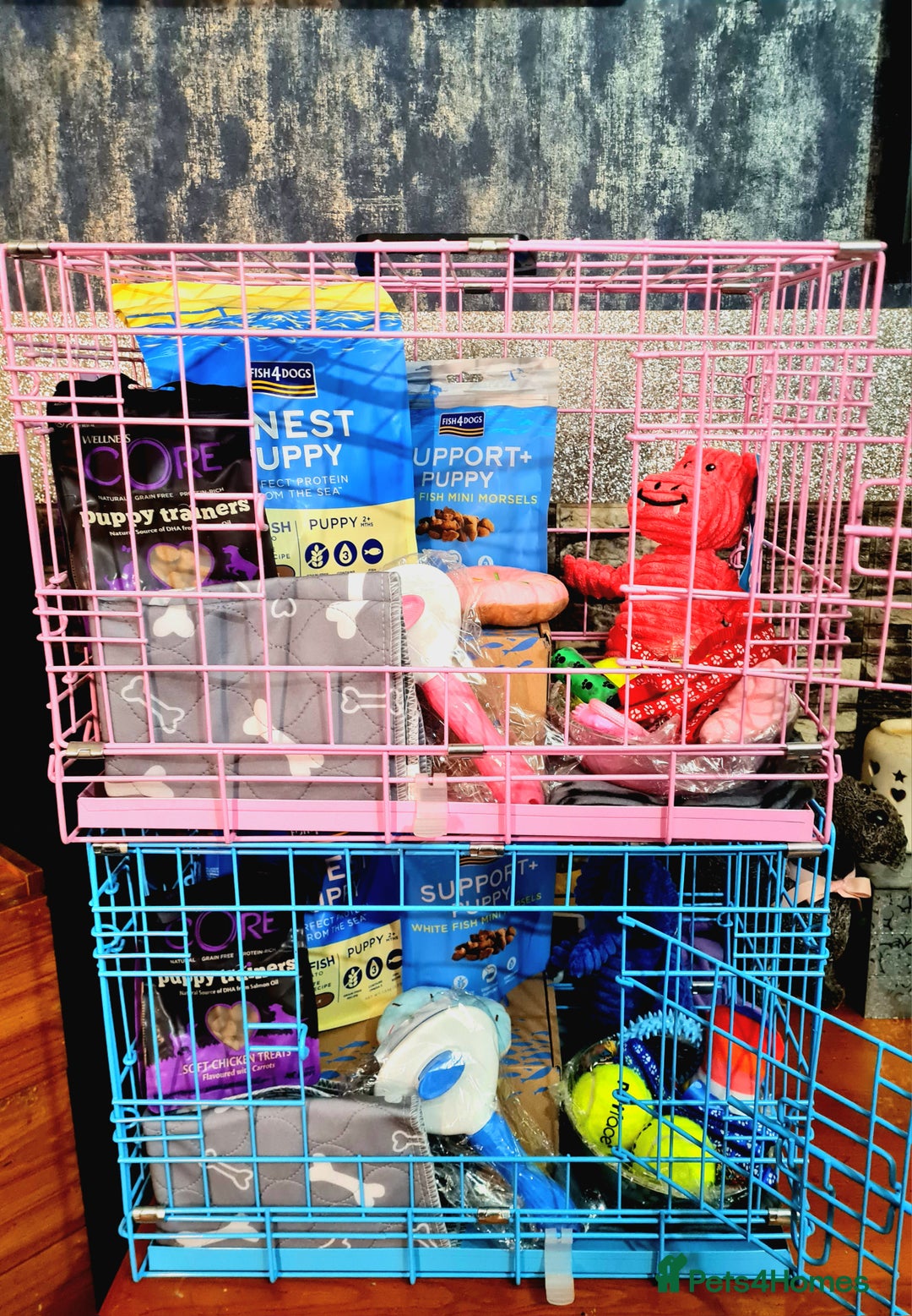 Cockapoo dogs for sale: READY TO LEAVE 4TH OF DECEMBER - Advert 18