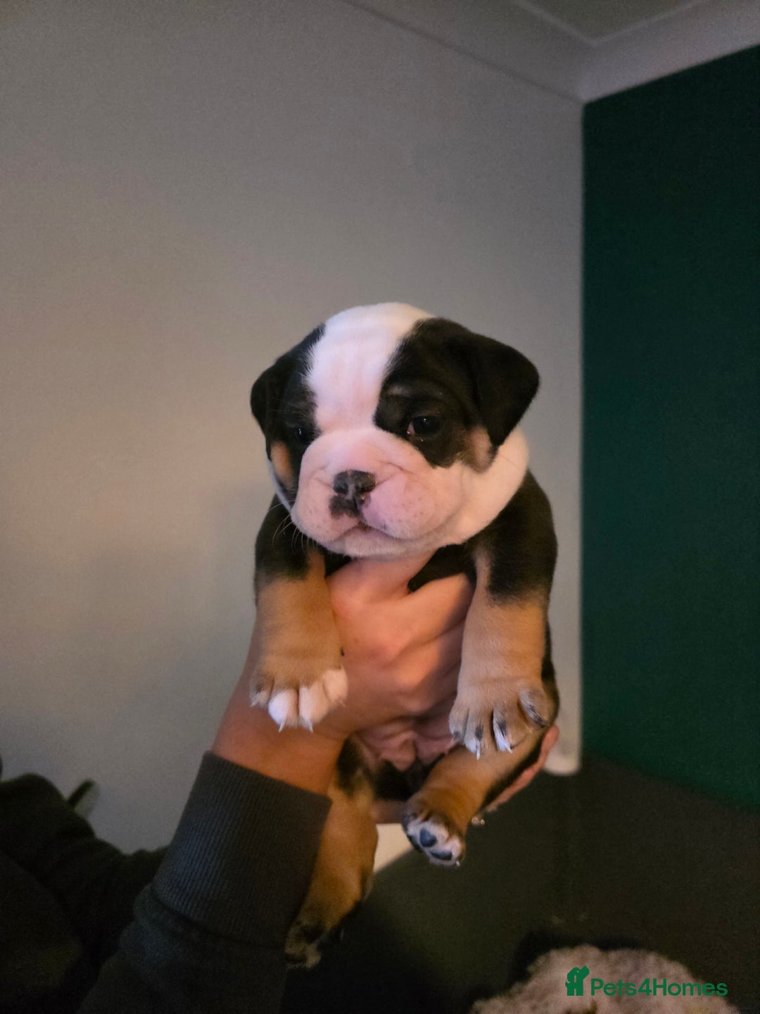 Olde English Bulldogge dogs for sale: Beautiful olde english Bulldogge pups  - Advert 14