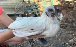 Chickens poultry for sale: Rooster  - Image 1