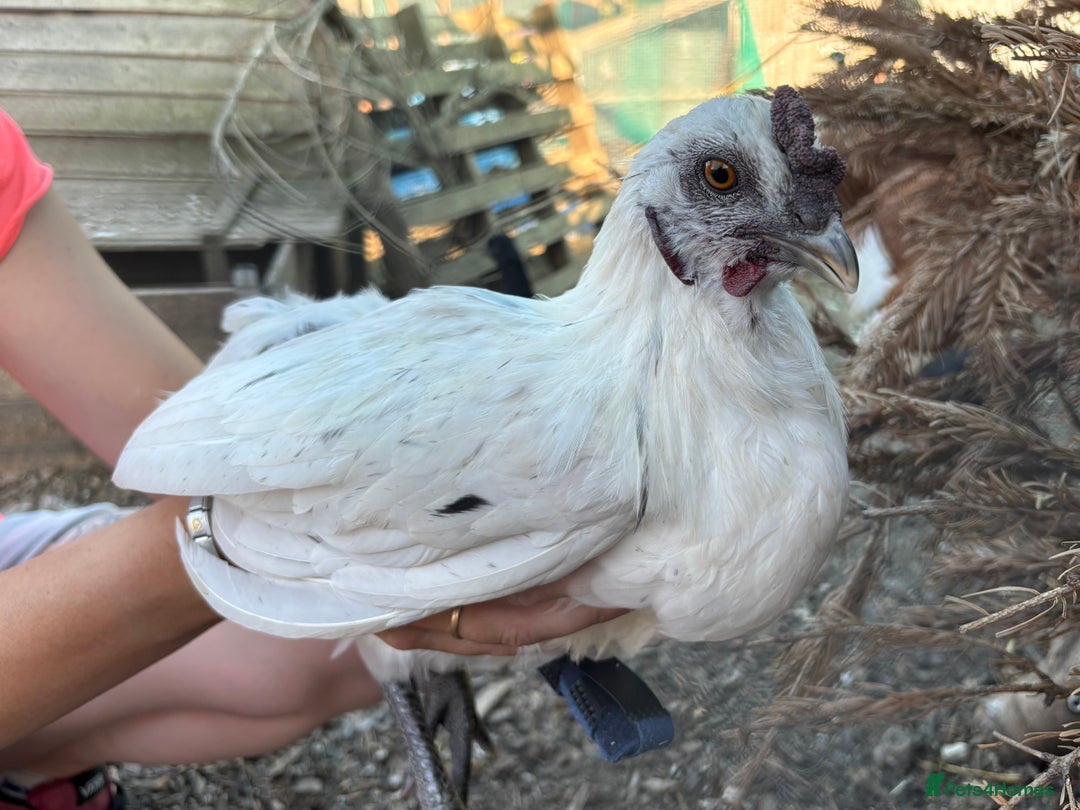 Chickens poultry for sale: Rooster  - Image 1