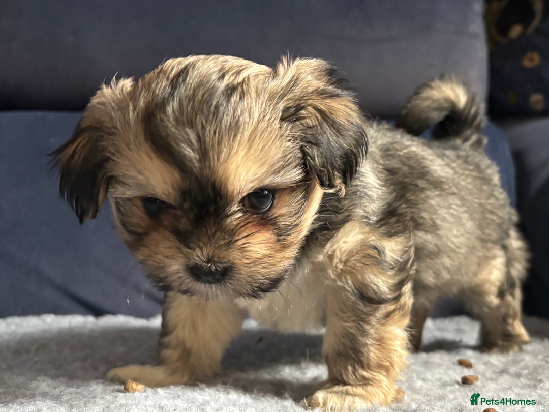 Lhasa Apso dogs for sale: Lhasa Apso Puppies – Tiny Tails, Big Hearts! - Image 25