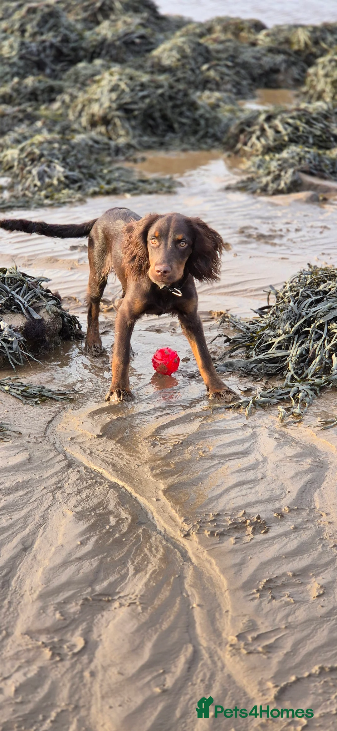 Cocker Spaniel dogs for sale: 10 month old male coker spaniel  - Advert 2