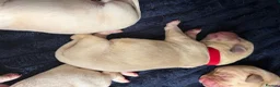 Labrador Retriever dogs for sale: 5 beautiful male labradors in Caerphilly - Advert 10