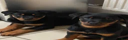 Rottweiler dogs for sale:  Rottweiler pups ready to leave 💙 - Advert 1