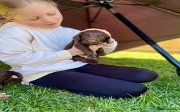 Cocker Spaniel dogs for sale: KC Registered Working Cocker Spaniel Puppies  in Shepton Mallet - Image 10