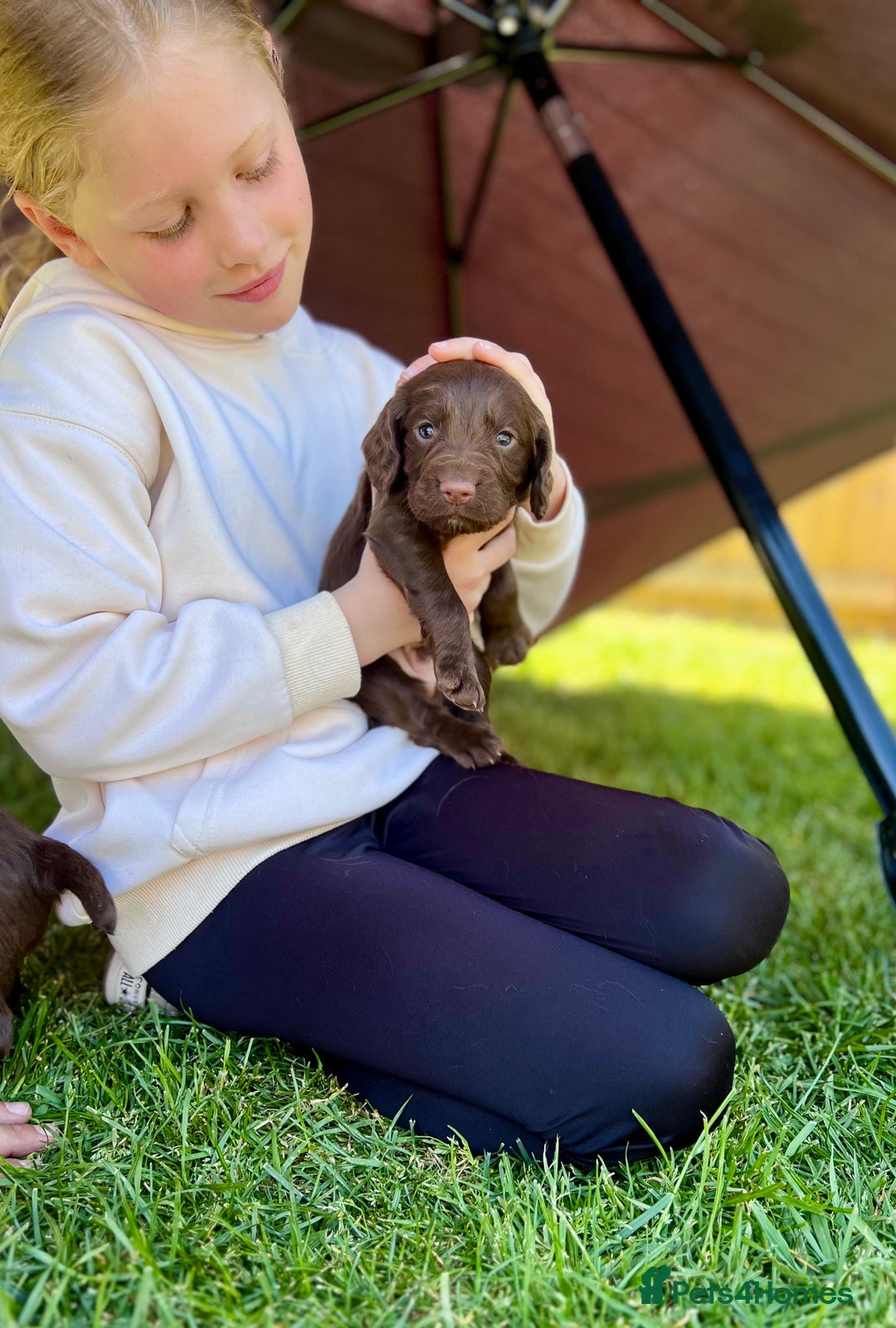 Cocker Spaniel dogs for sale: KC Registered Working Cocker Spaniel Puppies  in Shepton Mallet - Image 10